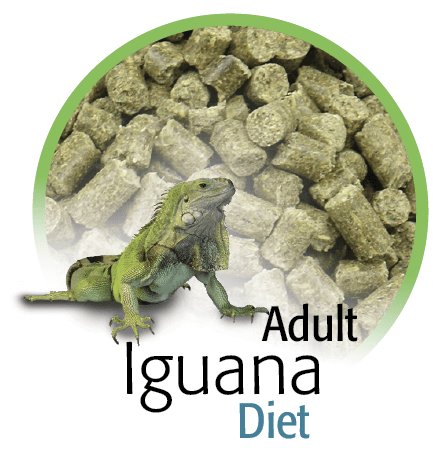 Green Iguana Diet Chart