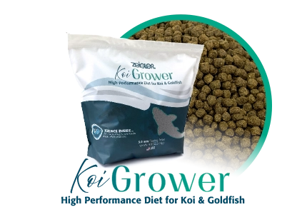 thumbnail image 2 of Zeigler Koi Grower - High Performance Pellet Diet For Koi & Goldfish (Pond Fish Food) 2 of 4